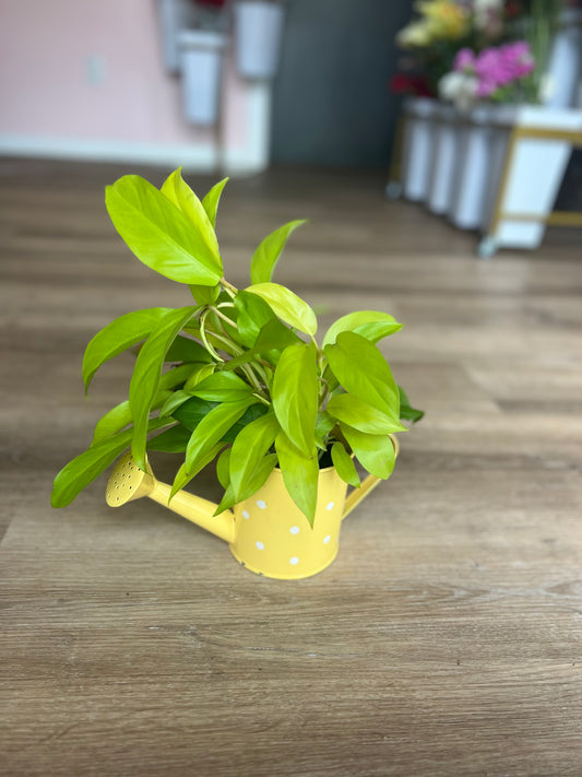 Pothos Plant - Small