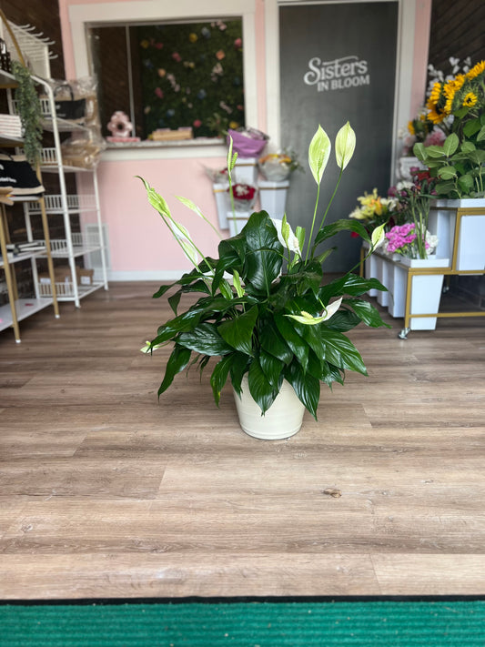 Peace Lilly - Large