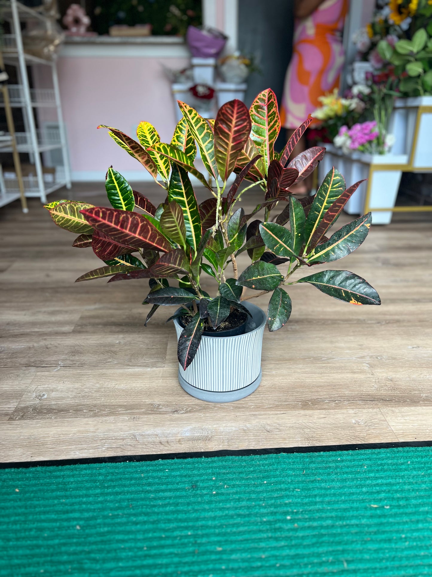 Garden Croton - Medium