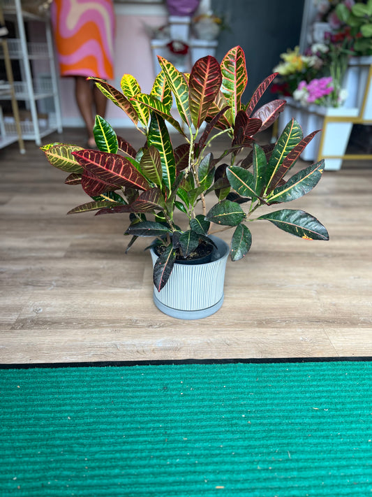 Garden Croton - Medium