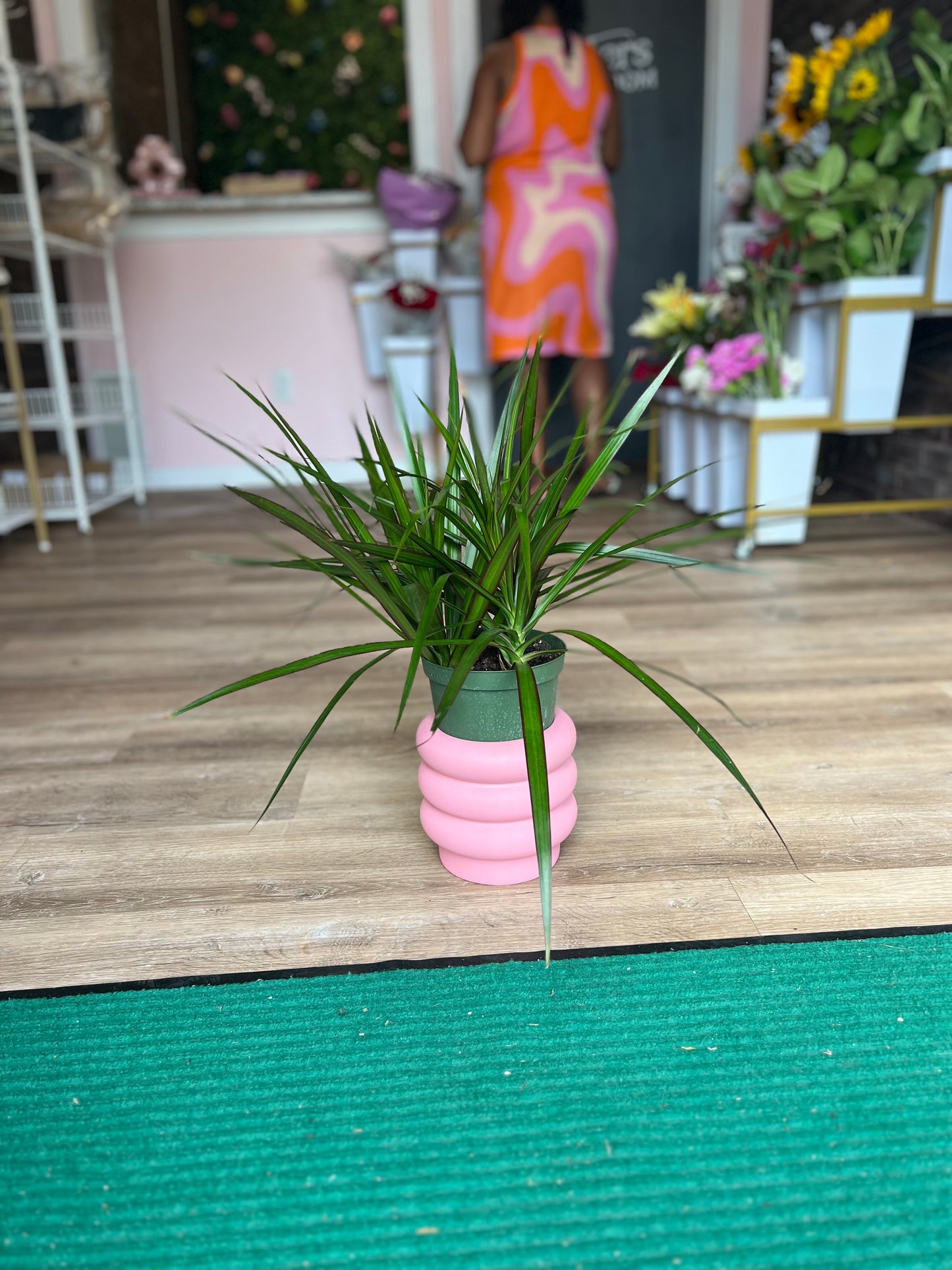 Dracaena Plant - Medium