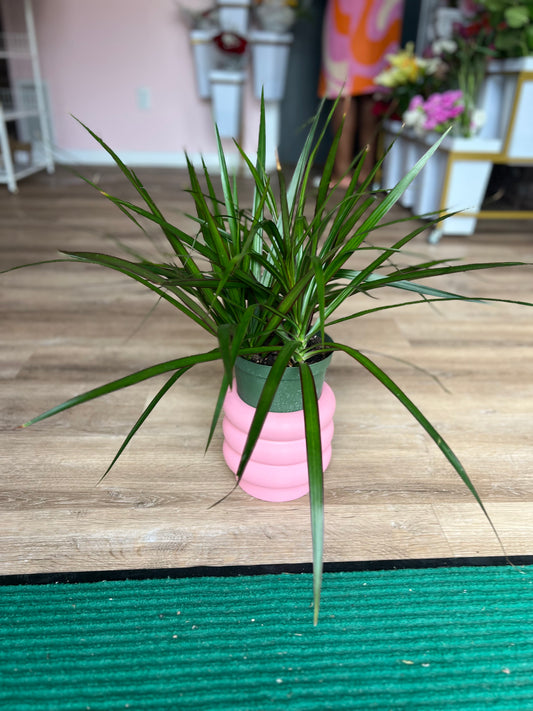 Dracaena Plant - Medium