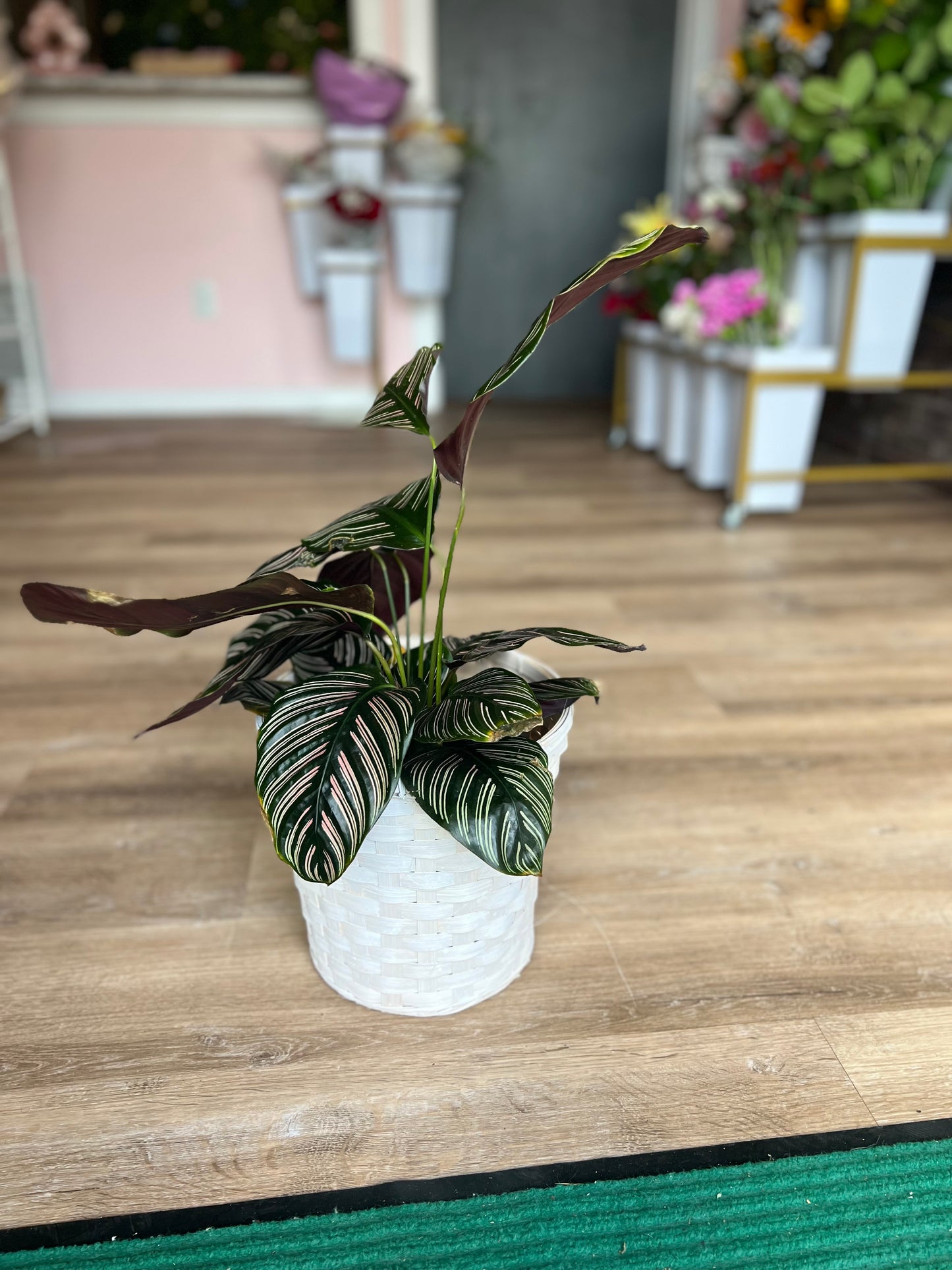 Calathea Plant - Medium