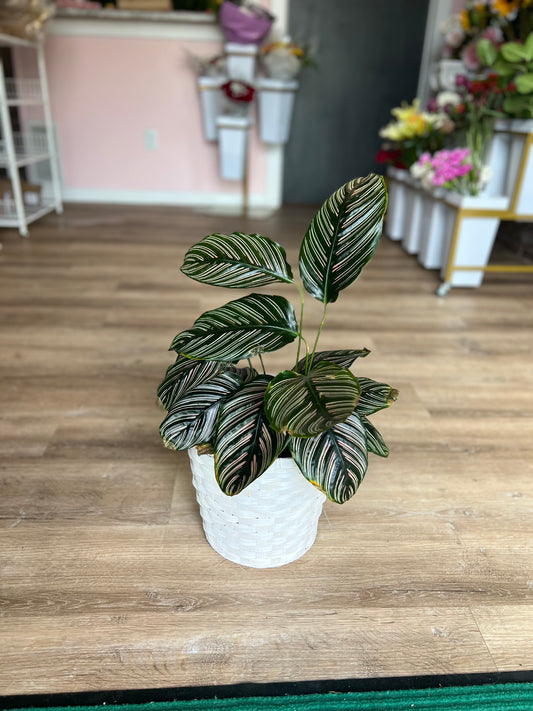 Calathea Plant - Medium