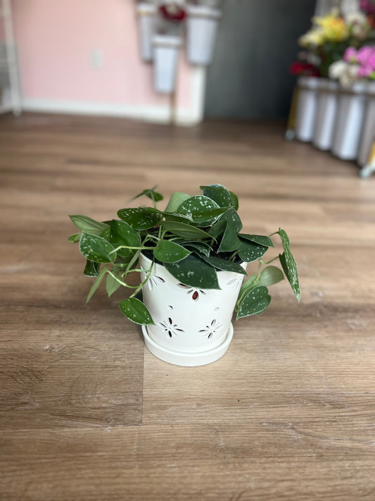 Scindapsus Pictus Plant - Small