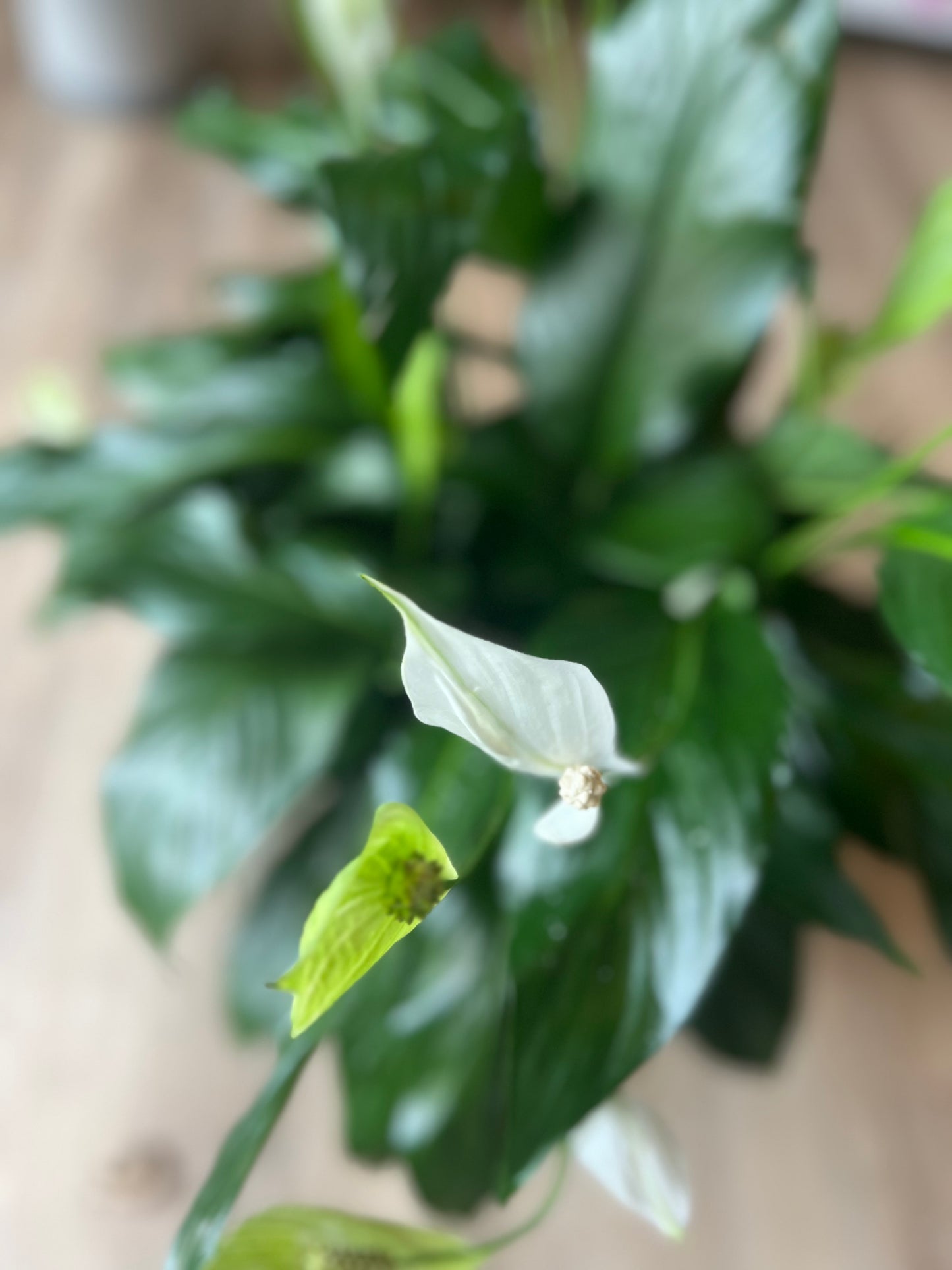 Peace Lilly - Large